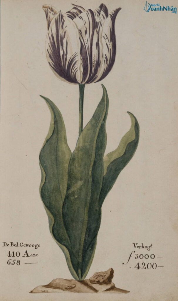 Từ lan đột biến tiền tỷ nhớ lại hệ lụy của 'bong bóng' hoa Tulip thế kỷ 17