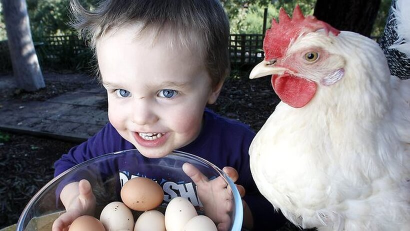 Ý tưởng khởi nghiệp - Cho thuê gà đẻ trứng tại Mỹ