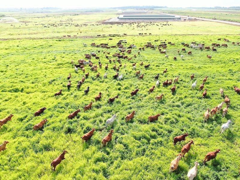 Tổng đàn bò cuối năm 2022 sẽ là 53.000 con 